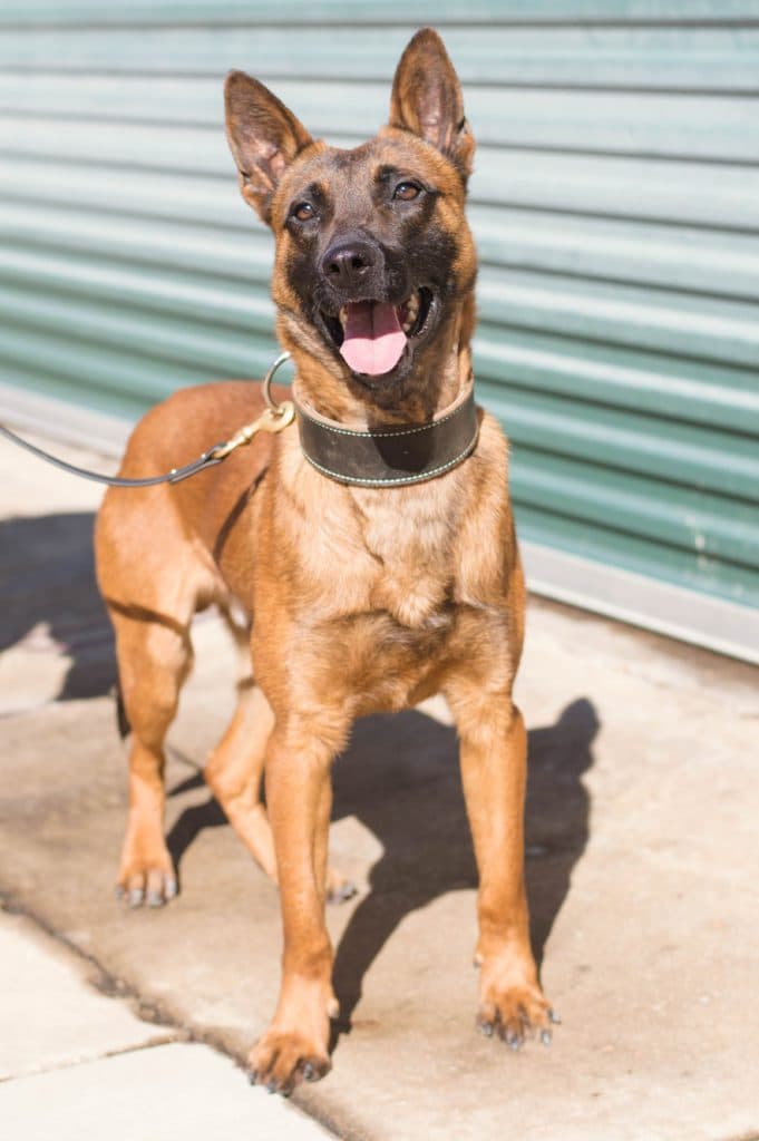 K9 Maverick